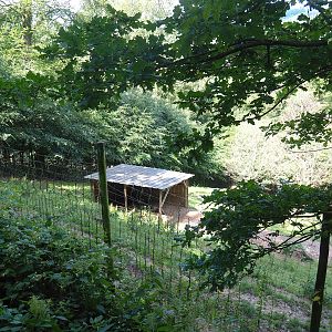 Eurasian wolf exhibit, 2023-06-24