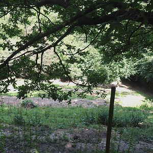 Eurasian wolf exhibit, 2023-06-24