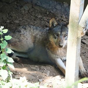 Eurasian wolf (Canis lupus lupus), 2023-06-24