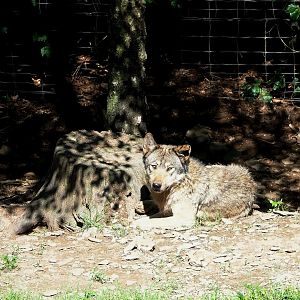 Eurasian wolf (Canis lupus lupus), 2023-06-24