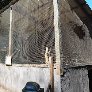 Harris's hawk aviary, 2023-06-24