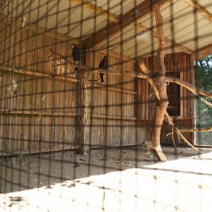 Harris's hawk aviary, 2023-06-24