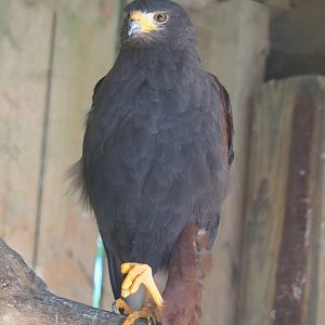 Harris's hawk (Parabuteo unicinctus), 2023-06-24