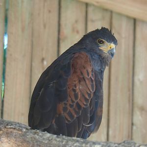 Harris's hawk (Parabuteo unicinctus), 2023-06-24