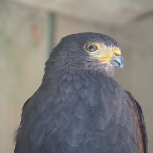 Harris's hawk (Parabuteo unicinctus), 2023-06-24