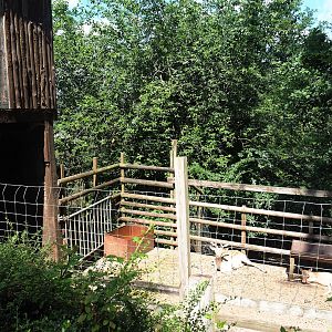 Common fallow deer holding paddock, 2023-06-24