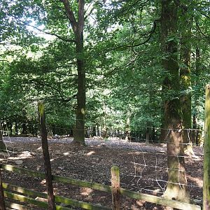 Common fallow deer paddock, 2023-06-24