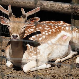Common fallow deer (Dama dama) stag, 2023-06-24