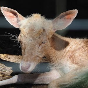 Common fallow deer (Dama dama) doe, 2023-06-24