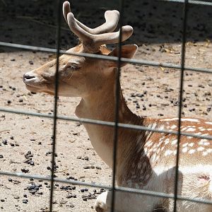 Common fallow deer (Dama dama) stag, 2023-06-24
