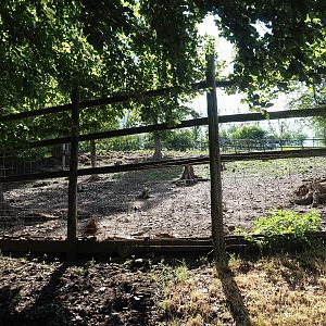Sika deer paddock, 2023-06-24