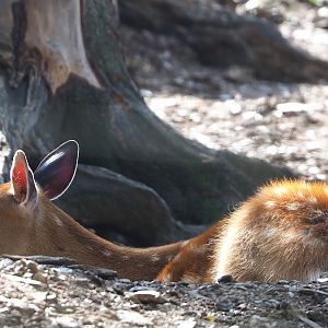 Japanese sika deer (Cervus nippon nippon) doe, 2023-06-24