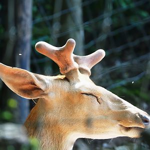 Japanese sika deer (Cervus nippon nippon) stag, 2023-06-24