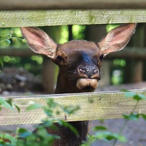 Wapiti (Cervus canadensis), 2023-06-24