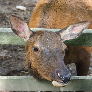 Wapiti (Cervus canadensis), 2023-06-24