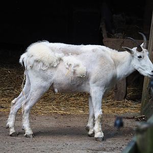 Rocky Mountain goat (Oreamnos americanus), 2023-06-24