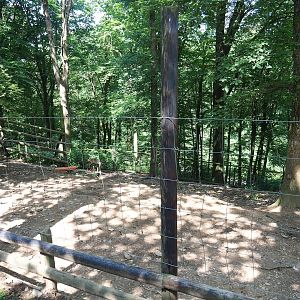 Domestic reindeer paddock, 2023-06-24