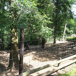 Domestic reindeer paddock, 2023-06-24