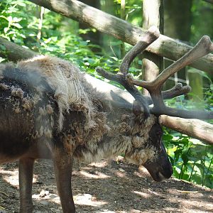 Domestic reindeer (Rangifer tarandus domesticus), 2023-06-24