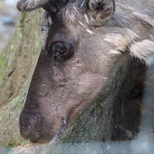 Domestic reindeer (Rangifer tarandus domesticus), 2023-06-24