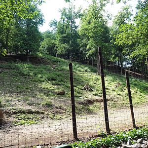 European mouflon exhibit, 2023-06-24