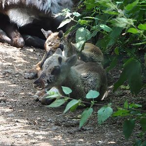 Domestic reindeer (Rangifer tarandus domesticus) calves, 2023-06-24