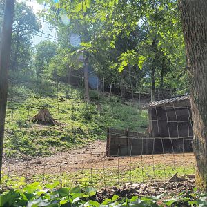 European mouflon exhibit, 2023-06-24