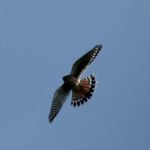 American Kestrel flight