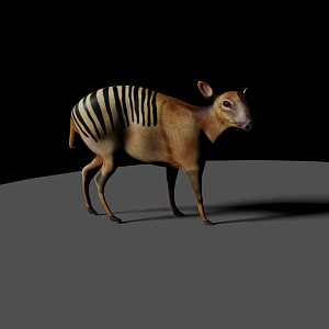 Zebra Duiker