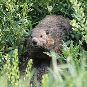 Groundhog (Marmota monax)