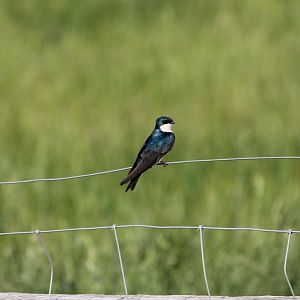 Tree Swallow (Tachycineta bicolor)