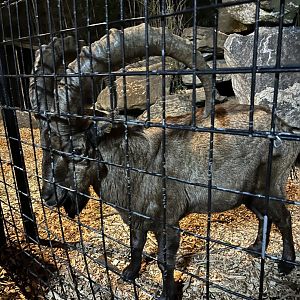 Hollywild Animal Preserve - Capra hybrid? 12/23/23