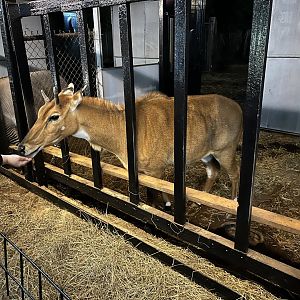 Hollywild Animal Preserve - Nilgai, 12/23/23