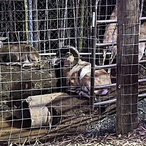 Hollywild Animal Preserve - European Mouflon, 12/23/23