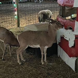 ID? - Hollywild Animal Preserve, 12/23/23