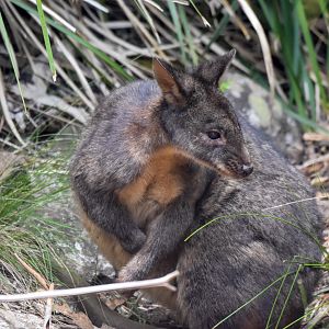Tasmanian Pademelon