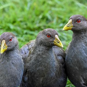 Tasmanian Native-Hens