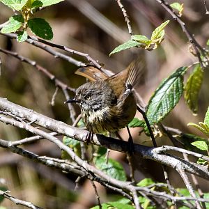 Tasmanian Scrubwren