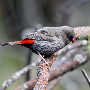 Beautiful Firetail
