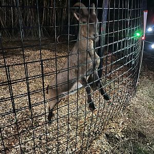 Hollywild Animal Preserve - Capra hybrid? 12/23/23