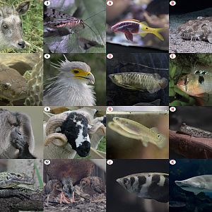 Christmas Photo Puzzle 2023