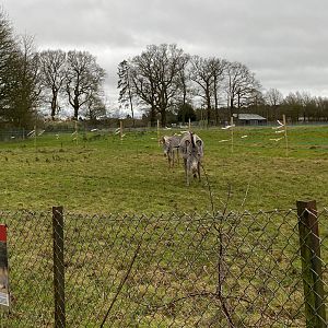 Temporary paddock fencing, Zebra and Waterbuck enclosure ZSL Whipsnade, UK
