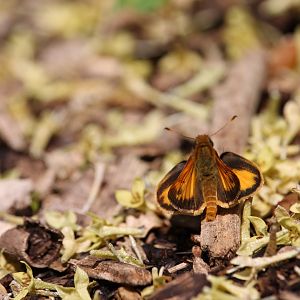 Zabulon skipper (Lon zabulon)