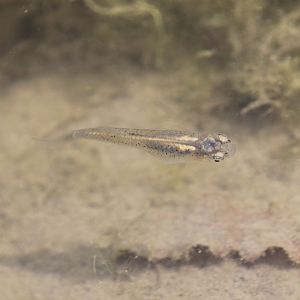 Western Mosquitofish (Gambusia affinis)