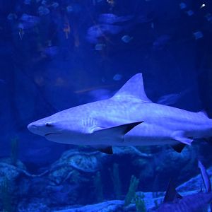 Bull shark - The National Aquarium Abu Dhabi