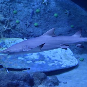 Sicklefin lemon shark - The National Aquarium Abu Dhabi
