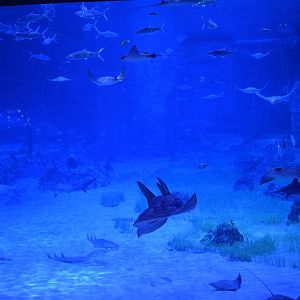 Big tank - The National Aquarium Abu Dhabi