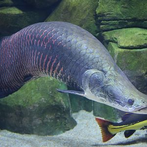 The arapaima - The National Aquarium Abu Dhabi