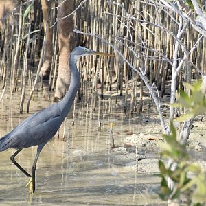 Western reef heron - Jubail Mangrove Park