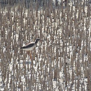 Common redshank - Jubail Mangrove Park